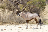 An Oryx (Gemsbok) photographed in the Kgalagadi Transfrontier National Park situated between South Africa, Namibia, and Botswana.