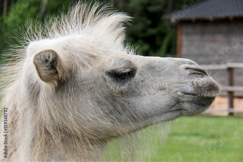 camel head photo