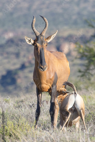 Red Hartebeest suckling its calf.  Photographed in the Mountain Zebra National Park  South Africa.