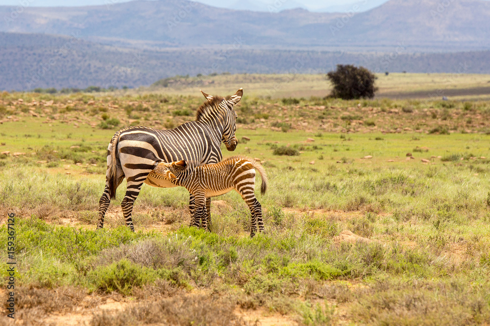 Obraz premium A mother zebra suckles her young foal. Photographed against a mountainous background in the Mountain Zebra National Park, Eastern Cape; South Africa.
