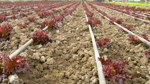 red lettuce growing  inside modern greenhouse