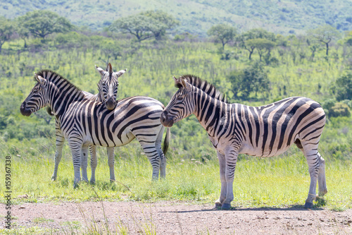 A group of zebra photographed at Hluhluwe Imfolozi Game Reserve in South Africa.