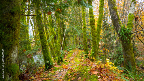 fall trail