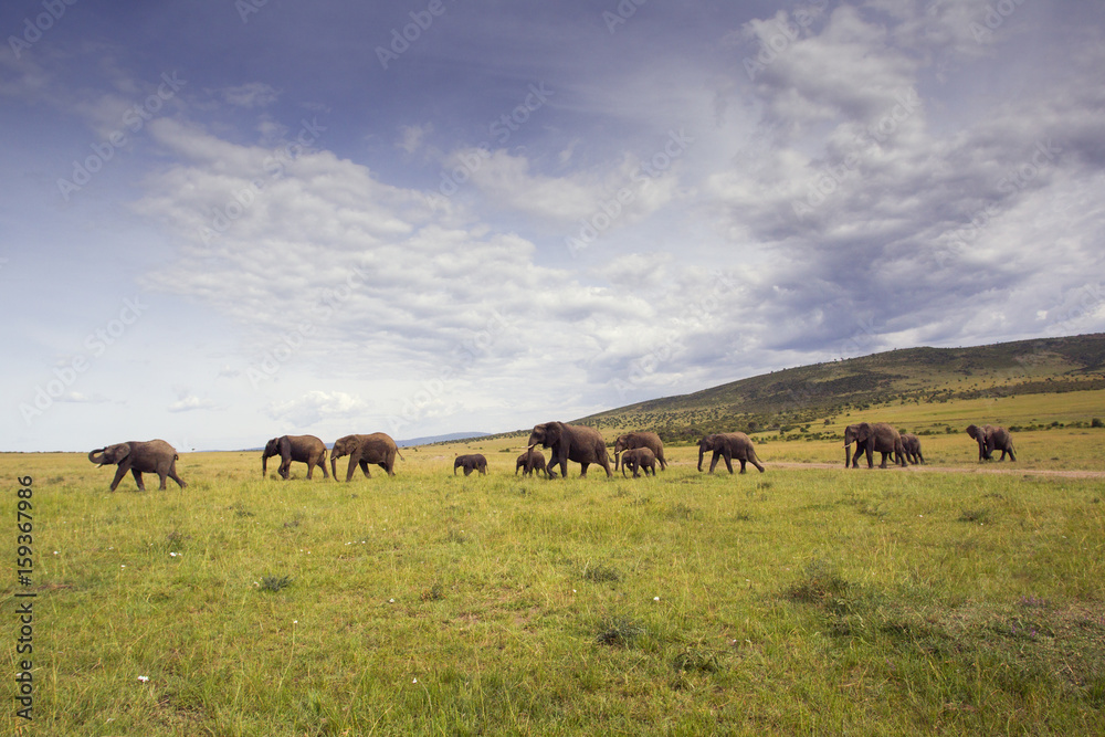 Herd of Elephants