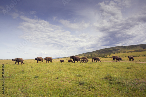 Herd of Elephants © Stefane