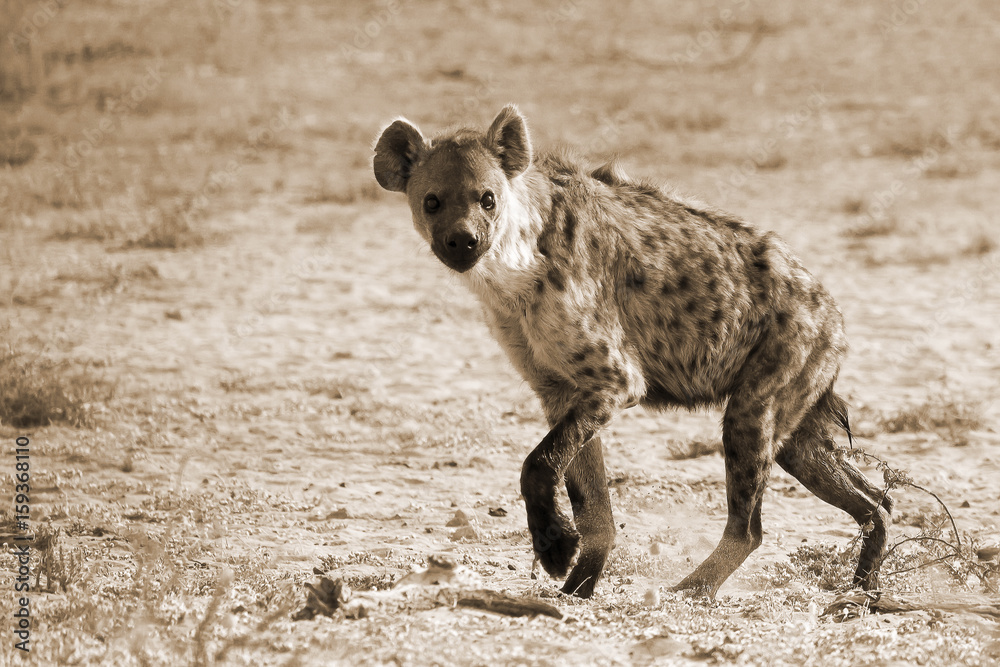 Spotted Hyena photographed in the Kgalagadi Transfrontier National Park between South Africa, Namibia, and Botswana. Processed in sepia tones. Spotted Hyena photographed in the Kgalagadi Transfrontier National Park between South Africa, Namibia, and Botswana. Processed in sepia tones.