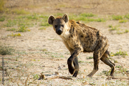 Spotted Hyena photographed in the Kgalagadi Transfrontier National Park between South Africa, Namibia, and Botswana. photo