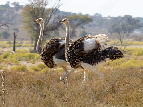 Two male ostriches photographed in the Kgalagadi Transfrontier National Park between South Africa, Namibia, and Botswana.