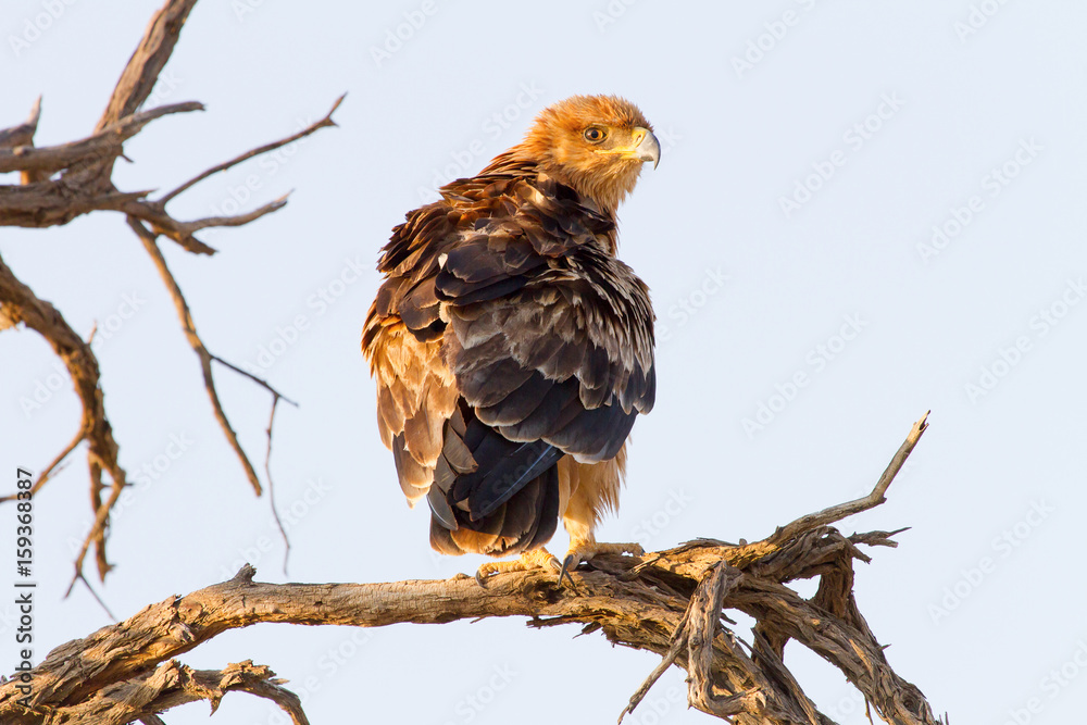 A Tawny Eagle (juvenile) perches on a branch in the Kgalagadi Transfrontier reserve between Namibia, South Africa, and Botswana. Note the beautiful bright eyes. A Tawny Eagle (juvenile) perches on a branch in the Kgalagadi Transfrontier reserve between Namibia, South Africa, and Botswana. Note the beautiful bright eyes.