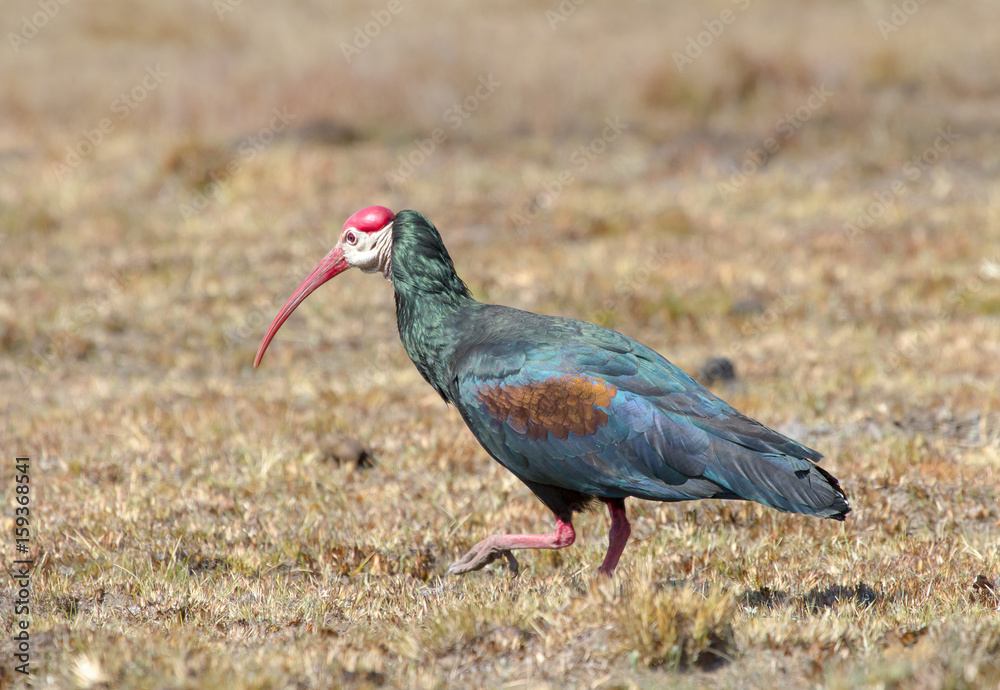 Obraz premium Bald Ibis photographed at Golden Gate National Park in the Eastern Free-state, South Africa.