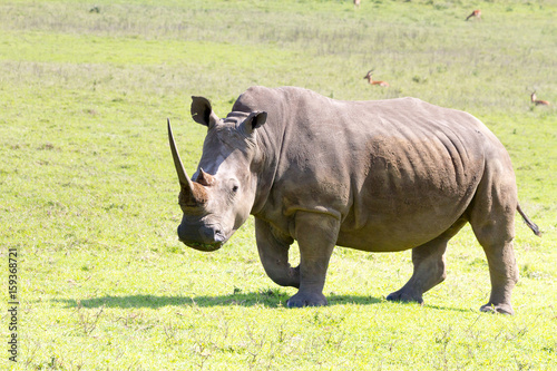 Rhinoceros photographed at Tala Private Game Reserve near Pietermaritzburg in KwaZulu-Natal  South Africa