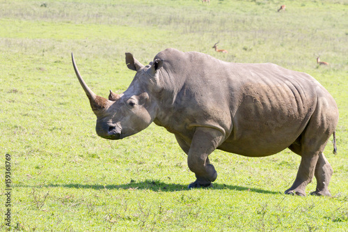 Rhinoceros photographed at Tala Private Game Reserve near Pietermaritzburg in KwaZulu-Natal  South Africa