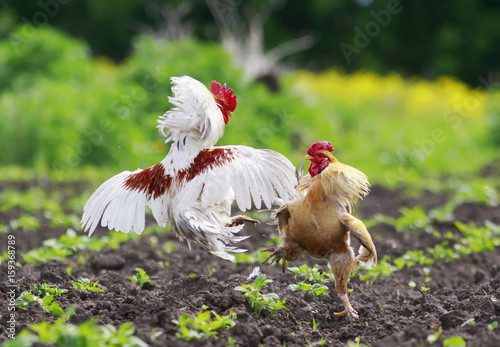 two cocky rooster on the farm are going to fight for the championship