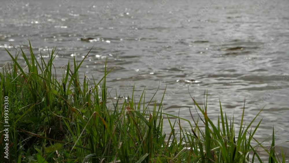 Lake shore with sweet grass and other plants swinging in the wind against the lake water on summer day Lake shore with sweet grass and other plants swinging in the wind against the lake water on summer day