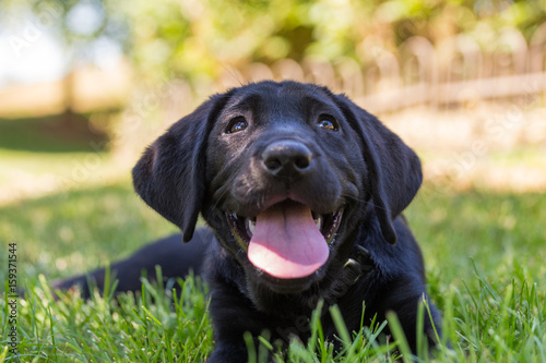 A happy-go-lucky black labrador puppy seemingly smiles as he relaxes outside on the grass in the shade