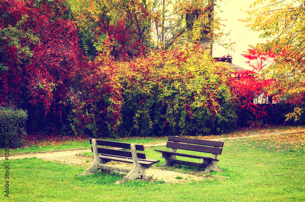 Autumn park with red trees and grape leaves and two benches, natural seasonal background Autumn park with red trees and grape leaves and two benches, natural seasonal background