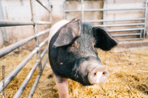 Schwein im Gehege