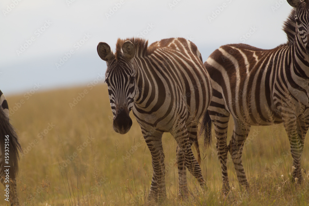 Naklejka premium Zebra