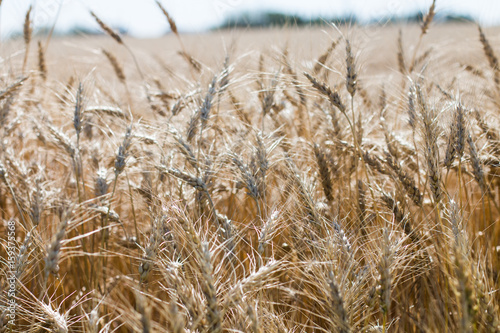 Fields of Wheat