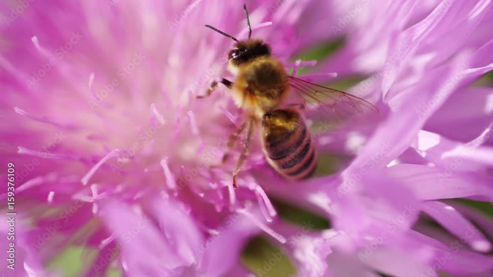 Bee flying away after collecting pollen Bee flying away after collecting pollen