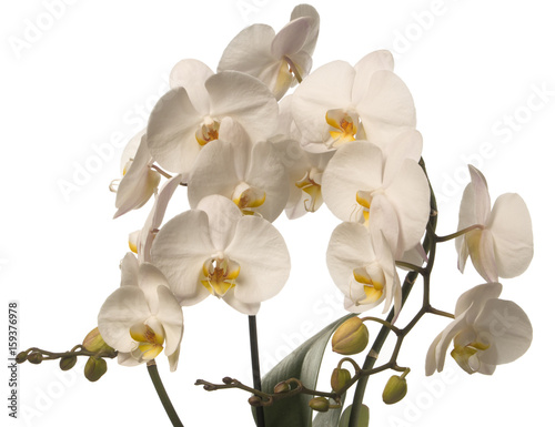 Lot of amazing white orchids isolated on a white background