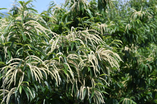 Chestnut flowers