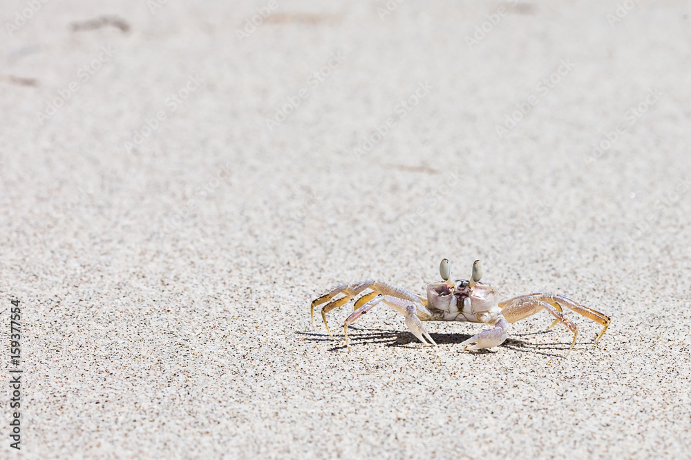 Crab on beach with white sand and blue sea contrast background Crab on beach with white sand and blue sea contrast background