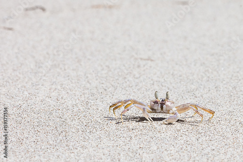 Crab on beach with white sand and blue sea contrast background