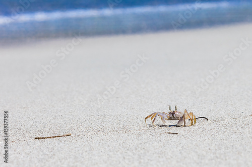 Crab on beach with white sand and blue sea contrast background