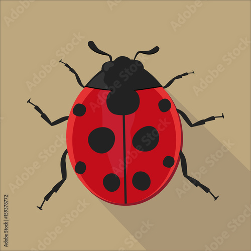 Ladybug isolated flat style, vector illustration. © MrNngk