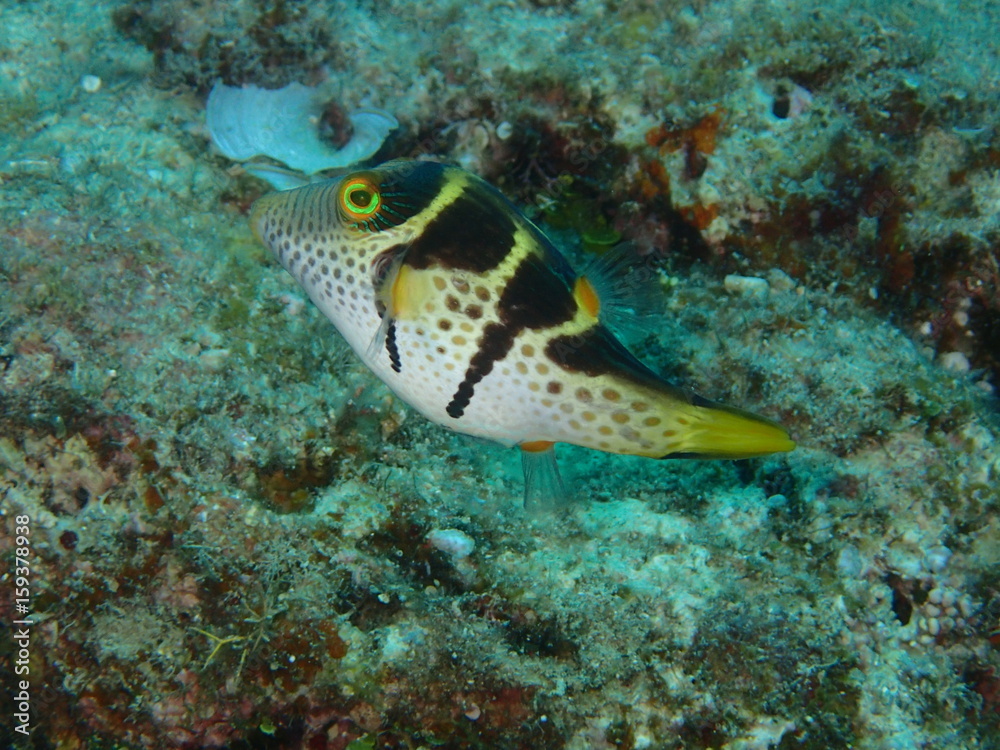 沖縄の海の魚 シマキンチャクフグ Stock 写真 Adobe Stock