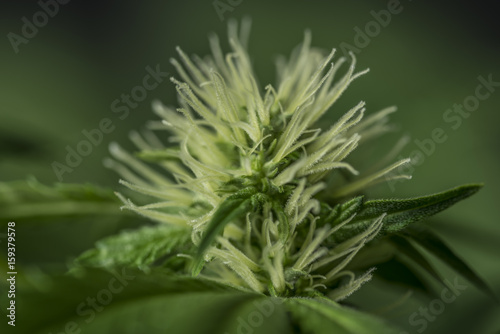 Marijuana young bloom with black background