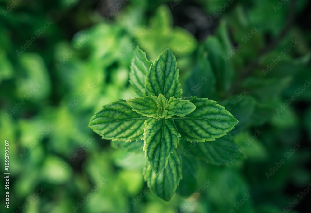 Close up of green mint leaves Close up of green mint leaves