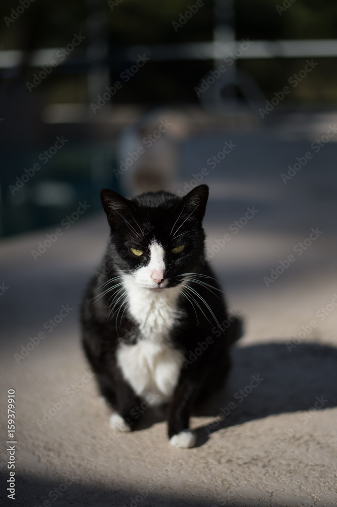 Black & white cat poolside