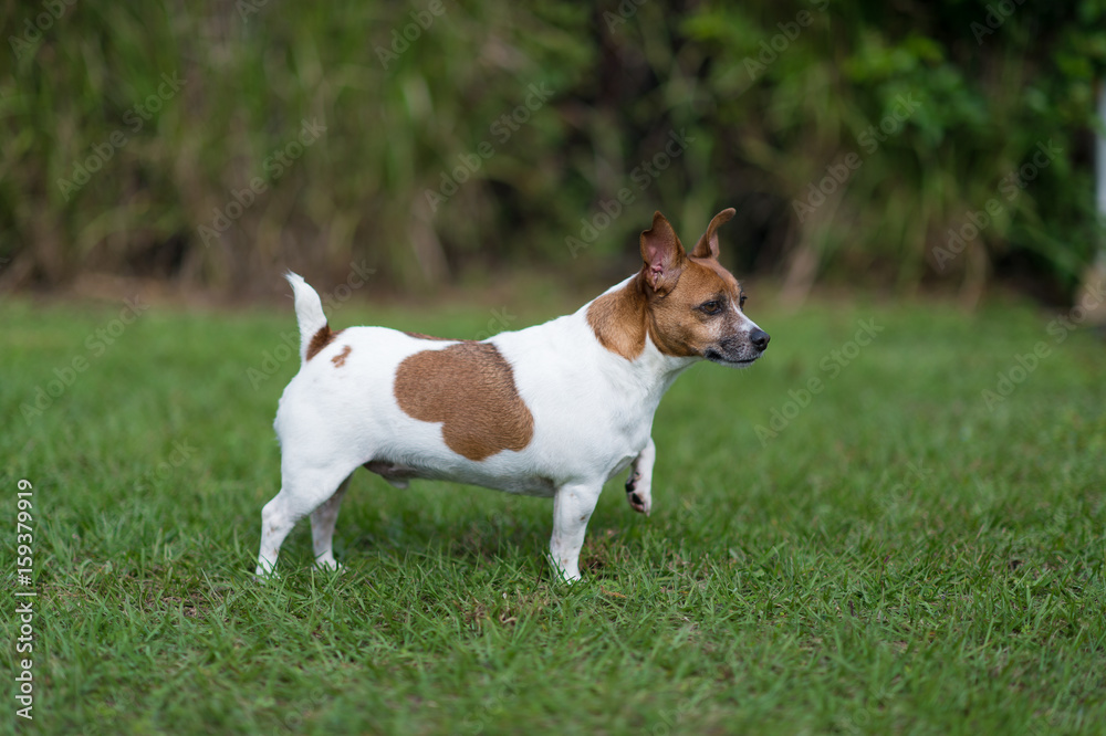 Jack Russell Terrier posing on grass