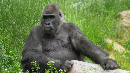 Big gorilla sitting in green grass photo