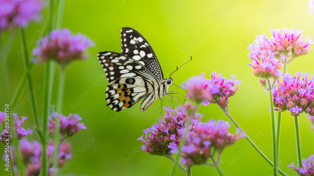 Beautiful Butterfly on Colorful Flower Beautiful Butterfly on Colorful Flower