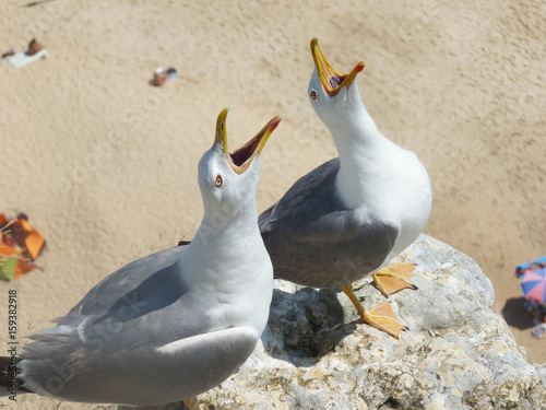 Gaivotas