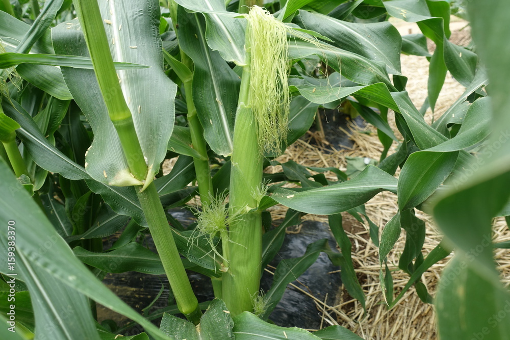 Obraz premium Warzywa w polu