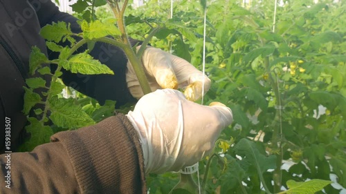 Person working in modern industrial greenhouse with  tomatoes
