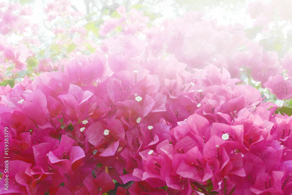 Pink  Bougainvillea Flower  background