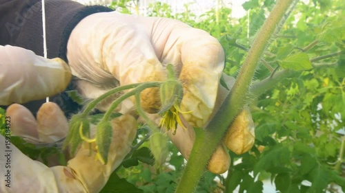 Worker reducing number of buds of tomato plants in greenhouse