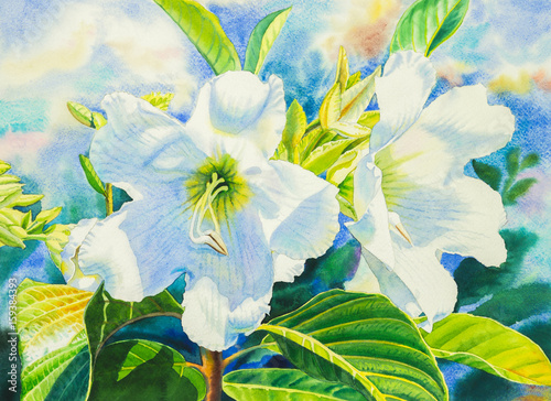 Watercolor painting realistic flowers white color of herald s trumpet flower and green leaves.