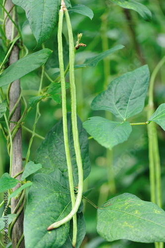 Long bean plants in growth at vegetable garden