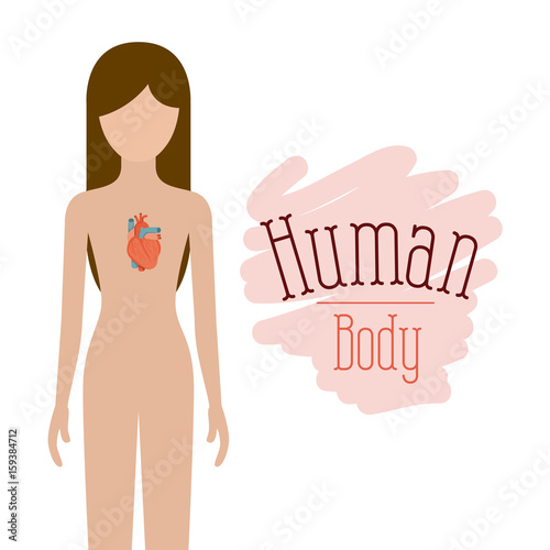 colorful silhouette female person with hearth system human body vector illustration