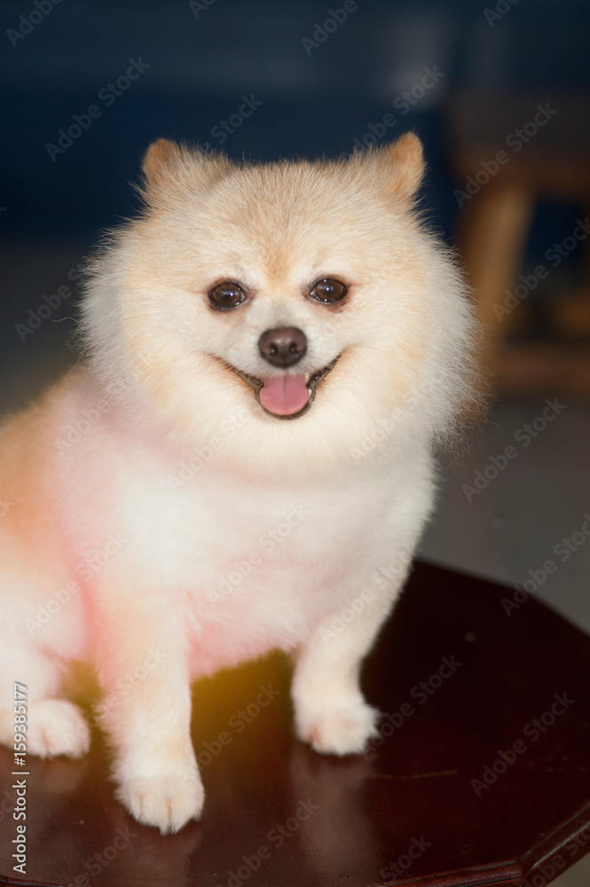 Fluffy Pom Pomeranian cute dog small pet friendly. Fluffy Pom Pomeranian cute dog small pet friendly.