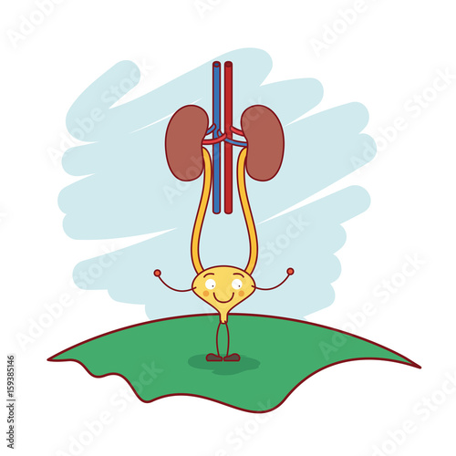 colorful scene in grass with silhouette caricature renal system with urethra vector illustration