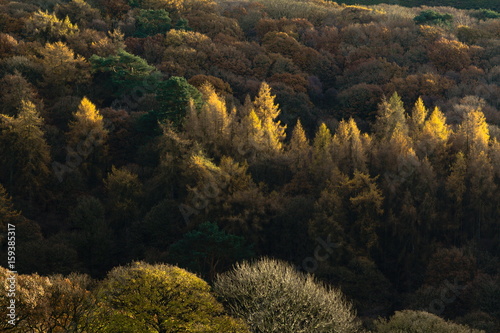 Autumn forests in Lancashire