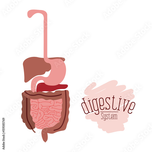 white background with colorful human digestive system vector illustration