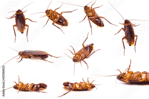 Set of  Cockroach and roach eggs on white background